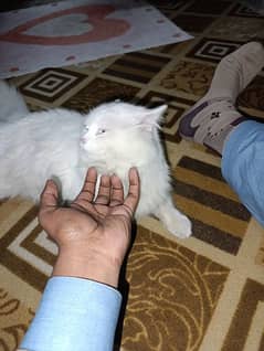 Persian cat which is around 9 months old