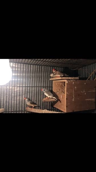 finches mutations and half orange or full orange 17