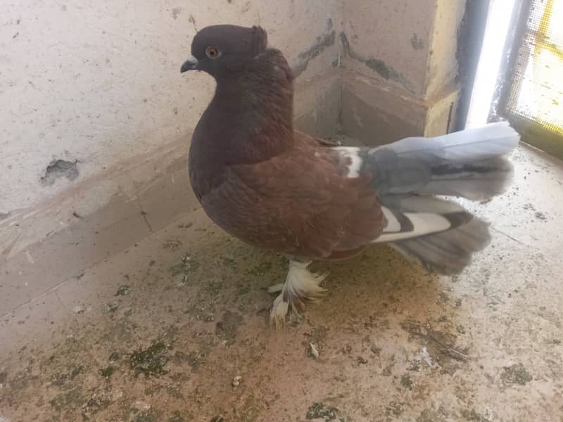 Fancy male  pigeon 0