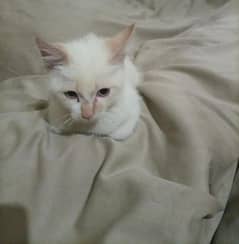 Persian single coat for sale 4 months old 0