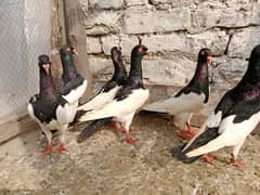 Different Fancy pigeons urgent sale