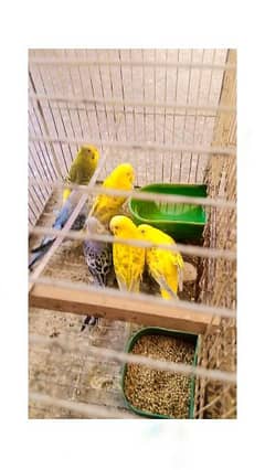 Budgies and Fellow red eyes breeder
