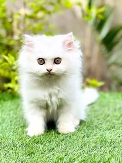 Pure Persian | Kitten | Male & Female Cats|