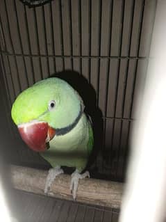 healthy and good talking parrot 0