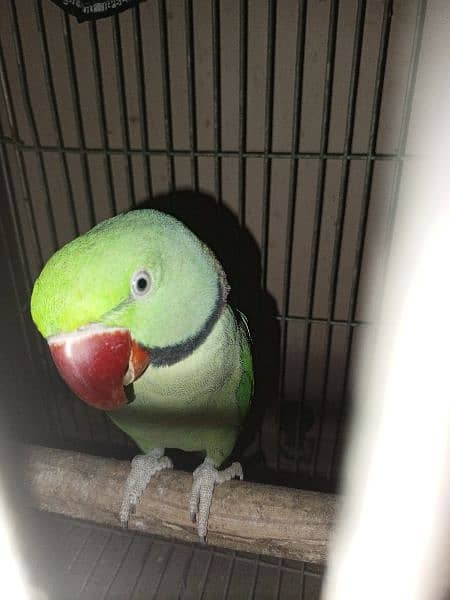 healthy and good talking parrot 0