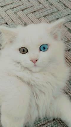 A female cat with two colors eyes