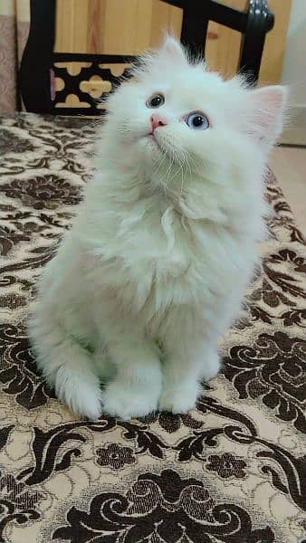 A female cat with two colors eyes 1
