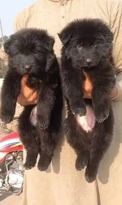 Black German shepherd long coat puppy piar available for sale