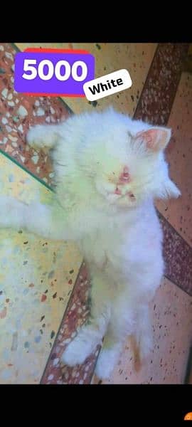 Persian Male Cat STUD/MATING 1