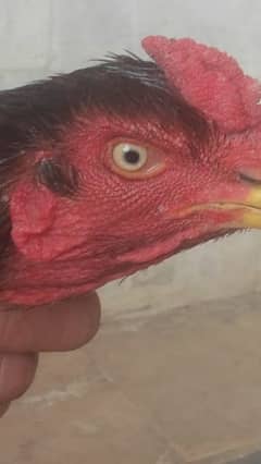 cock aseel for sale