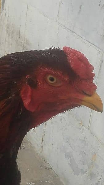 cock aseel for sale 2