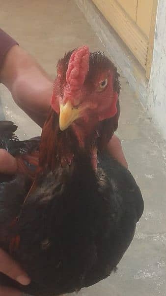 cock aseel for sale 4