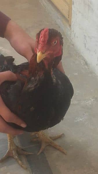 cock aseel for sale 5