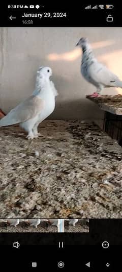 settinet pigeon karbali pigeon