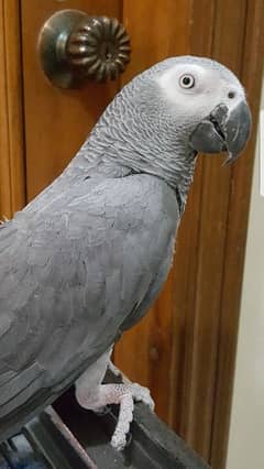 African Grey Parrot 7years Male 0