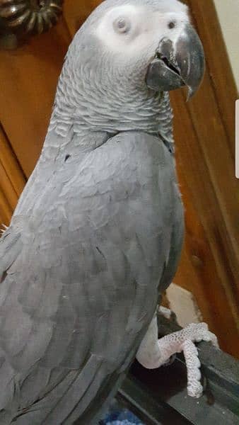 African Grey Parrot 7years Male 1