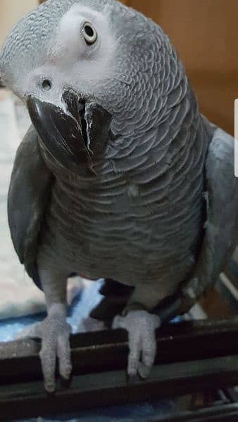 African Grey Parrot 7years Male 2
