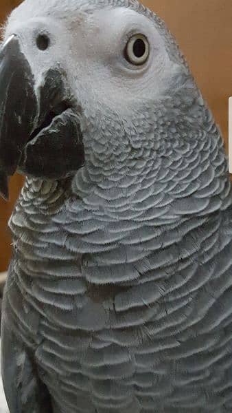 African Grey Parrot 7years Male 3