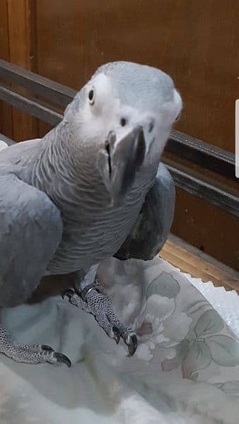 African Grey Parrot 7years Male 4