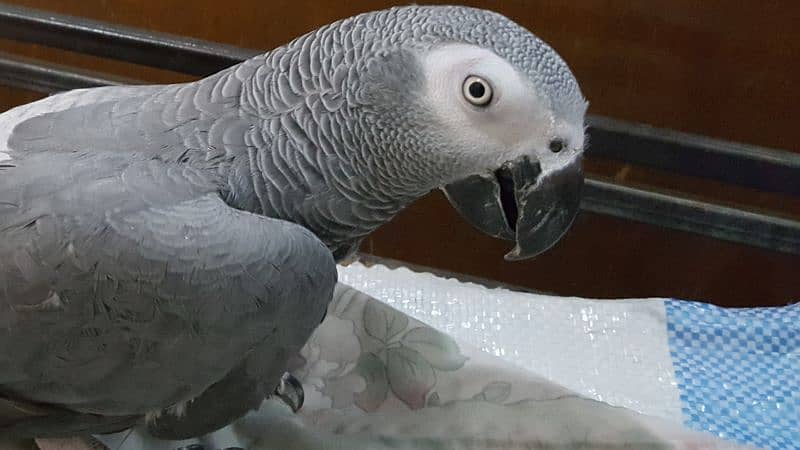 African Grey Parrot 7years Male 5