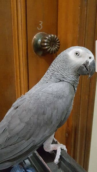 African Grey Parrot 7years Male 6