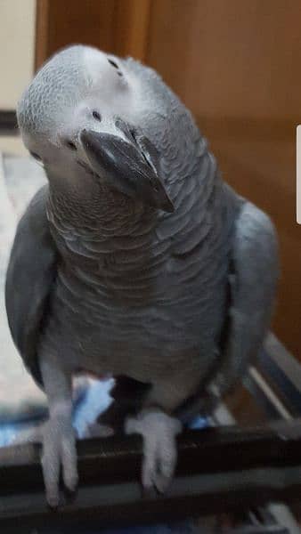 African Grey Parrot 7years Male 7