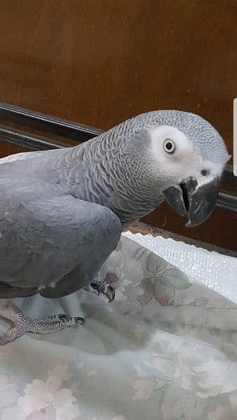 African Grey Parrot 7years Male 8