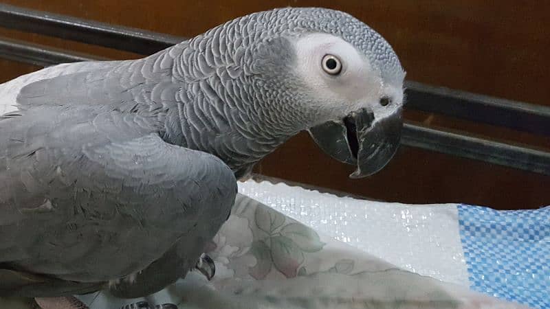 African Grey Parrot 7years Male 9