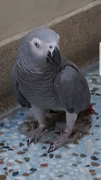 African Grey Parrot 7years Male 11