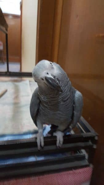 African Grey Parrot 7years Male 12