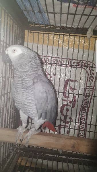 African Grey Parrot 7years Male 13
