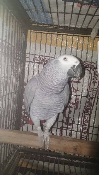 African Grey Parrot 7years Male 14
