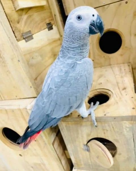 African gray mandrin 03245450769 what sup 1