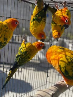 Suncunore Parrots for