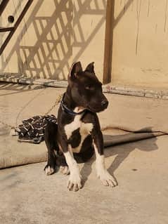 Pitbull terrier hot sale olx