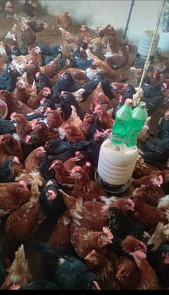 lohman brown and black hens and eggs for sale egg dozen rate is 260 0