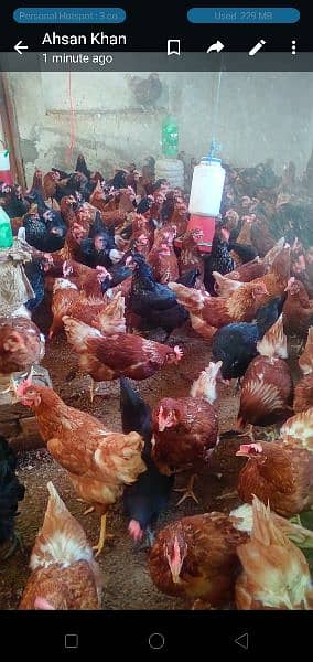 lohman brown and black hens and eggs for sale egg dozen rate is 260 1