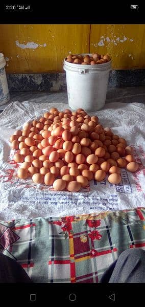 lohman brown and black hens and eggs for sale egg dozen rate is 260 2