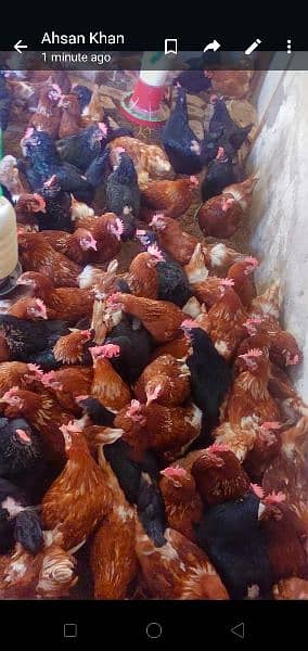 lohman brown and black hens and eggs for sale egg dozen rate is 260 5