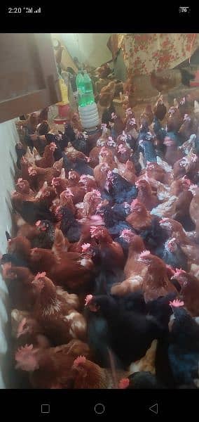 lohman brown and black hens and eggs for sale egg dozen rate is 260 6