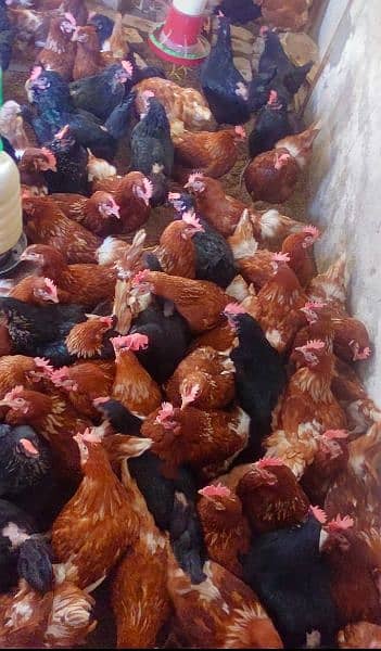 lohman brown and black hens and eggs for sale egg dozen rate is 260 7
