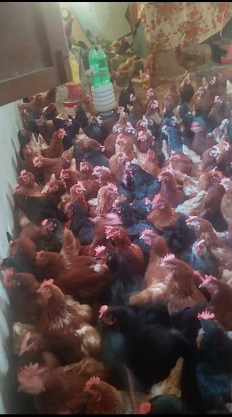 lohman brown and black hens and eggs for sale egg dozen rate is 260 8