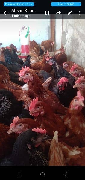 lohman brown and black hens and eggs for sale egg dozen rate is 260 9
