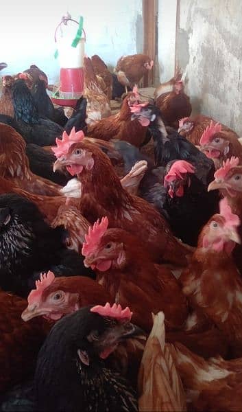 lohman brown and black hens and eggs for sale egg dozen rate is 260 10