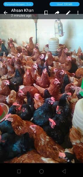 lohman brown and black hens and eggs for sale egg dozen rate is 260 11