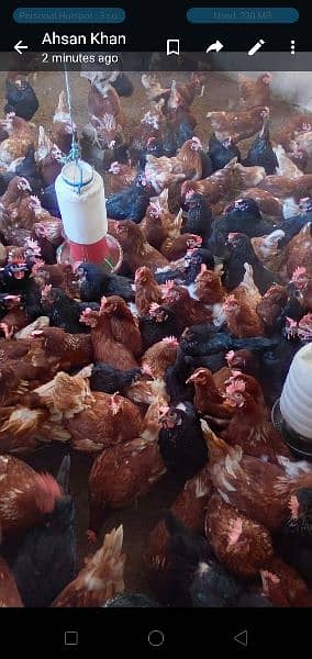 lohman brown and black hens and eggs for sale egg dozen rate is 260 13