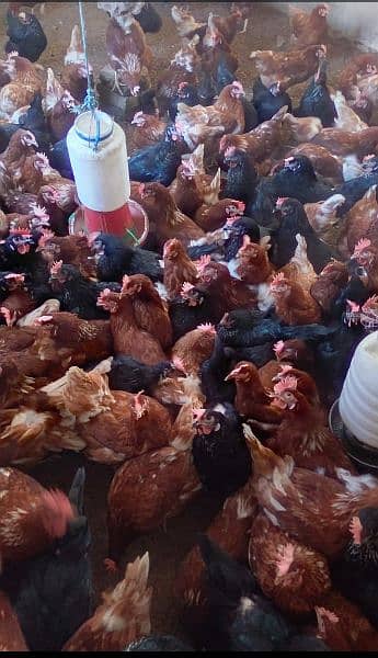 lohman brown and black hens and eggs for sale egg dozen rate is 260 14
