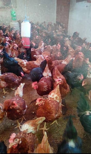 lohman brown and black hens and eggs for sale egg dozen rate is 260 17