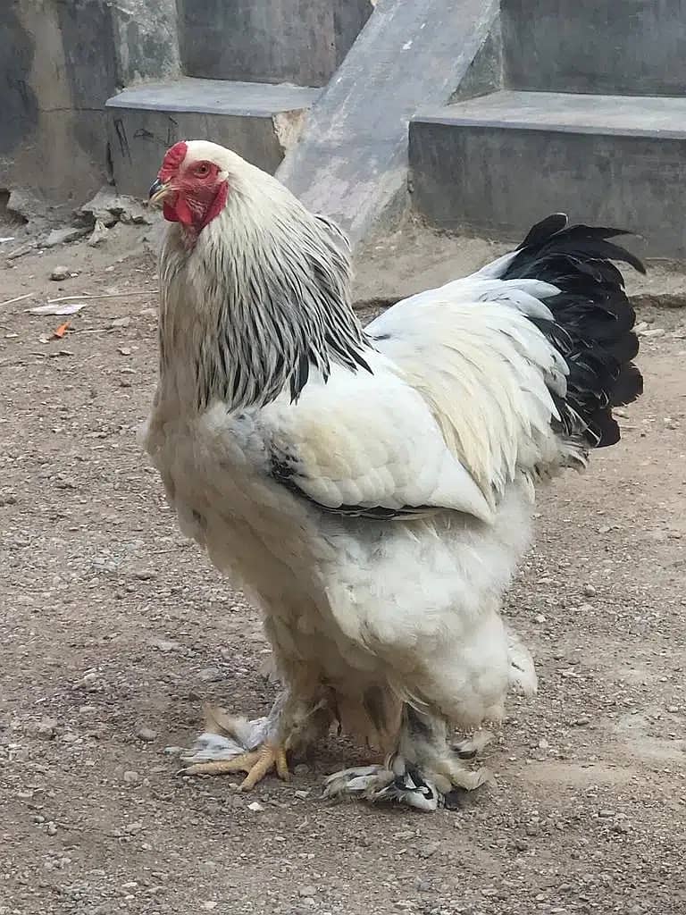 Light Brahma Fertile Hatching Eggs