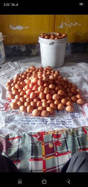 lohman brown and black hens for sale and eggs also available 260 dozen 2